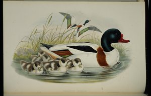 Tarro blanco (Tadorna Vulpanser) de John (after) Gould