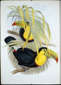 Tucán de pico corto (Ramphastos Brevicarinatus)