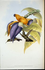 Colibrí Sombrío (Aphantochroa Cirrhochloris) de John (after) Gould