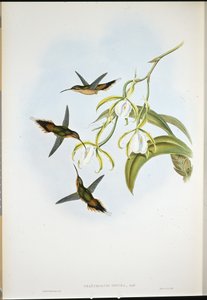Ermitaño del Sur (Phaethornis Zonura)