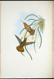 Pico de sierra de Spix (Grypus Spixi) de John (after) Gould