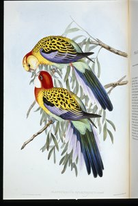 Perico Espléndido (palatycercus Splendidus) (litografía coloreada a mano) de John (after) Gould