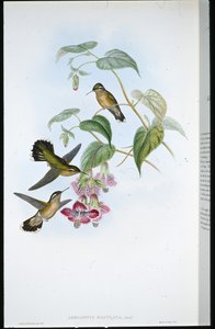 Adelomyia Manchada (Adelomyia Maculata) (litografía coloreada a mano)