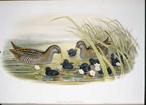 Polluela pintoja (Porzana Maruetta)
