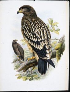Águila moteada (Aquila Naevia) de John (after) Gould