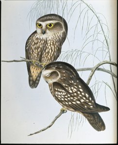 Búho Manchado (Athene Maculata)