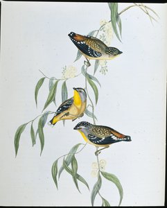 Pardalote Manchado (Pardalotus Punctatus) de John (after) Gould