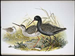 Archibebe Oscuro (Totanus Fuscus) de John (after) Gould