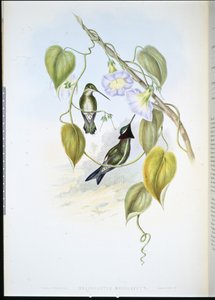 Garganta estrellada de pecho rayado de John (after) Gould