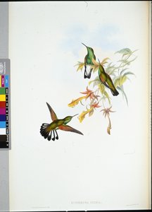 Colibrí de cola rayada (Eupherusa Eximia)