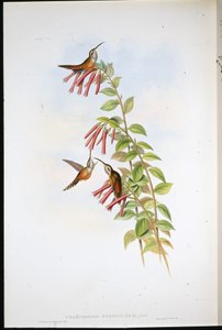 Ermitaño de Garganta Rayada (Phaethornis Striigularis) de John (after) Gould