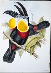 Tucán de pecho blanco y azufre (Ramphastos Vitellinus)