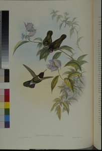 Ángel del sol (Heliangelus Clarisse) de John (after) Gould