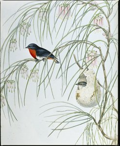 Dicaeum golondrina de John (after) Gould