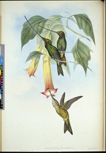 Picoespada (Docimastes ensiferus)