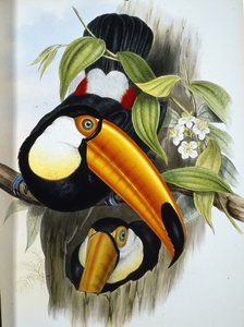 Tucán toco (Ramphastos Toco)