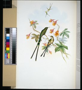 Portador de tren (lesbia eucharis) (litografía coloreada a mano) de John (after) Gould