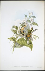 Ermitaño con cola de tren (Phaethornis Syrmatophorus)