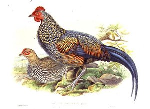 Dos faisanes asiáticos (Gallus Sonneratii) grabado por el artista y William Hart (1823-1894) de John (after) Gould