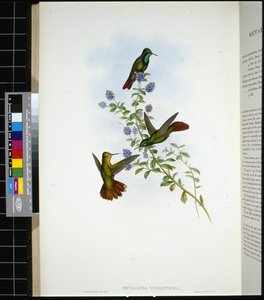 Cola de tirio de John (after) Gould