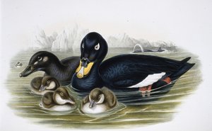 Negrón especulado (oidemla fusca) de John (after) Gould