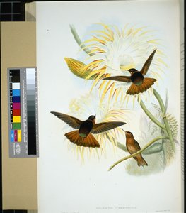 Stenura venezolana (Panychlora stenura) y (Panychlora russata)