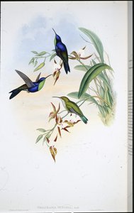 Panoplites veragüense (Thalurania Venusta)