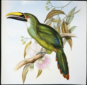 Pico acanalado de Wagler (Aulacoramphus Wagleri) de John (after) Gould