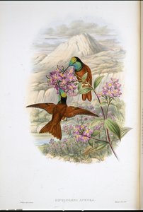 Colibrí arcoíris de Warszewicz (Diphlogaena Aurora) de John (after) Gould