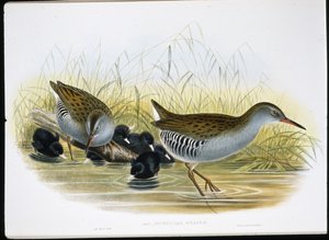 Rascón europeo (Rallus Aquaticus) de John (after) Gould