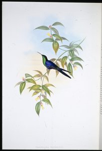 Ninfa de madera de Waterton (Thalurania Watertoni)