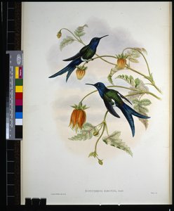 Cola de golondrina occidental (eupetomena hirundo) de John (after) Gould