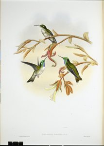 Colibrí cacique de vientre blanco (Coeligena Hemileuca) de John (after) Gould