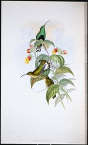 Pecho de terciopelo de cola blanca (Lafresnaya Gayi) de John (after) Gould