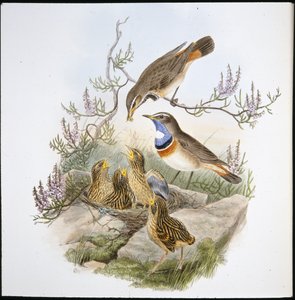 Pechiazul de garganta blanca (Cyanecula Leucocyana)