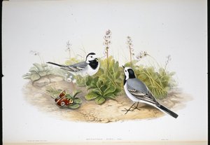 Lavandera Blanca (Motacilla Alba)
