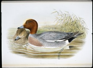 Silbón Europeo (Mareca Penelope) de John (after) Gould