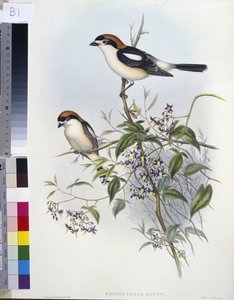 Alcaudón real (Enneoctonus Rufus) de John (after) Gould