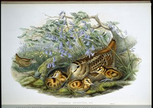 Chocha perdiz (Scolopax Rusticola) de John (after) Gould