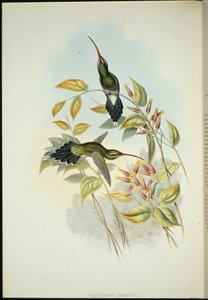 Ermitaño Yarquiano (Phaerthornis Yarugui) de John (after) Gould