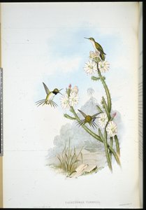 Cola de Raqueta de Yarrell (Calothorax yarrelli) (litografía coloreada a mano) de John (after) Gould