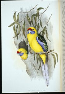 Periquito de vientre amarillo (platycercus flaviventris) de John (after) Gould