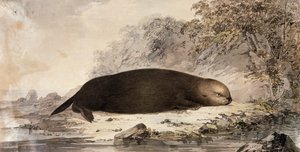 Nutria Marina, grabado después de un dibujo de John Webber (1750-1793) realizado durante el tercer viaje de James Cook