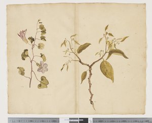F.13 Ipomea Pes, caprae; Celtis paniculata, c.1790-95 (acuarela y tinta sobre papel) de John (attr. to) Doody