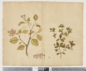 F.15 Lagunaria Patersonia; Alyxia gynopogon, c.1790-95 (acuarela y tinta sobre papel) de John (attr. to) Doody