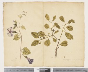 F.24 Ipomoea congesta; Elaeodendron curtipendulum, c.1790-95 (acuarela y tinta sobre papel) de John (attr. to) Doody