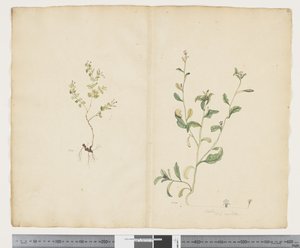 F.25 Euphorbia sparrmannii; Lobelia alata, c.1790-95 (acuarela y tinta sobre papel) de John (attr. to) Doody