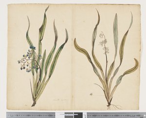 F.29 Dianella intermedia, c.1790-95 (acuarela y tinta sobre papel) de John (attr. to) Doody