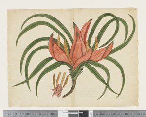 F.36 Freycinetia baueriana, c.1790-95 (acuarela y tinta sobre papel)