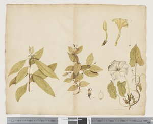 F.6 Wickstroemia Australis; Ipomea, c.1790-95 (acuarela y tinta sobre papel) de John (attr. to) Doody